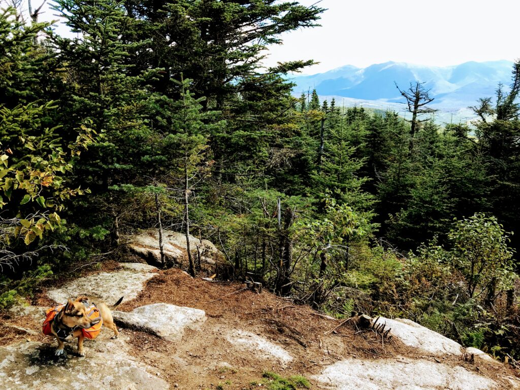 Albert Checking Out the View on Mt Starr King