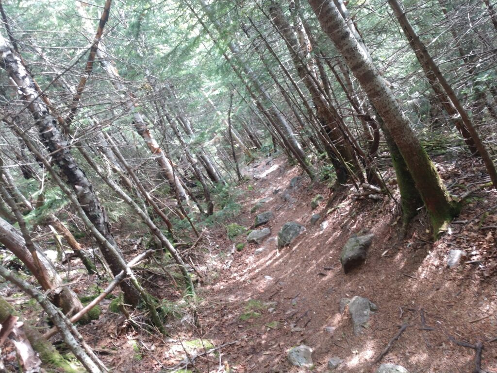 Forest Trail Heading up Bondcliff