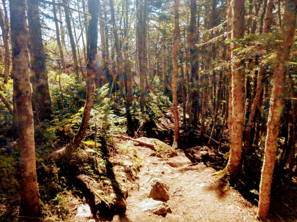 Forest Path along the Jewell Trail