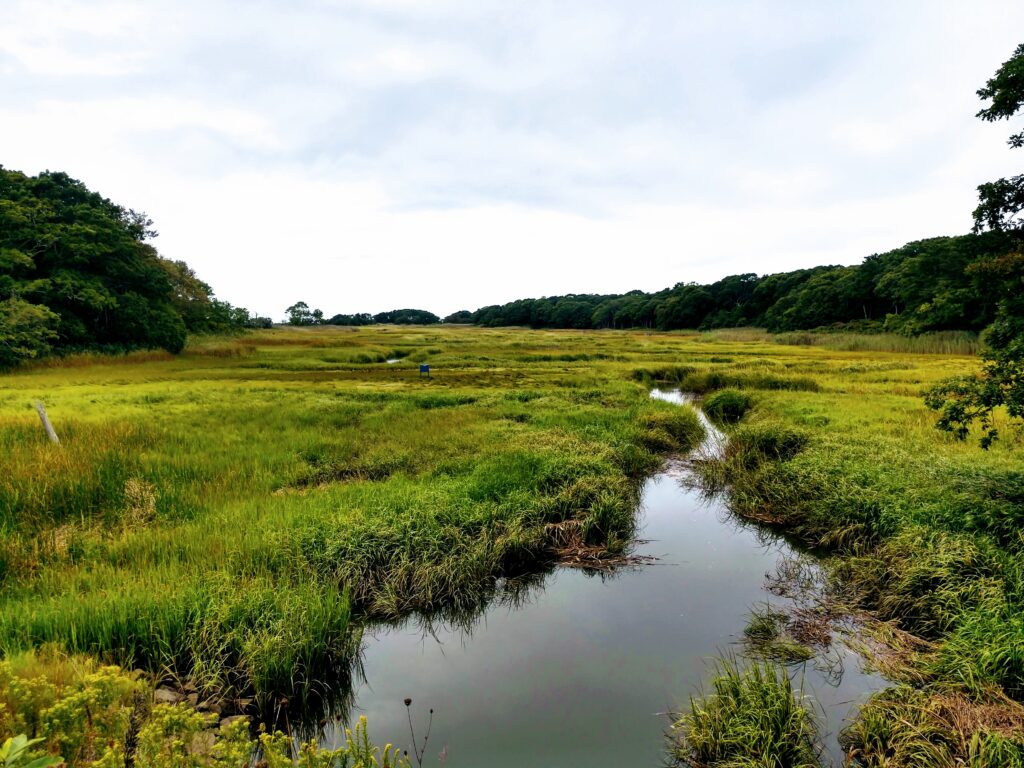 Swamps Along the Cape Cod Rail Trail