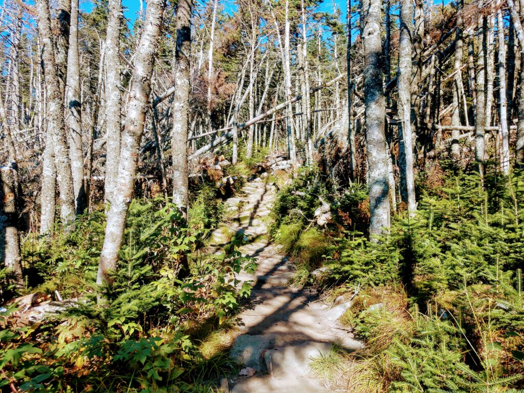 Trail on the Ridgeline up Moosilauke