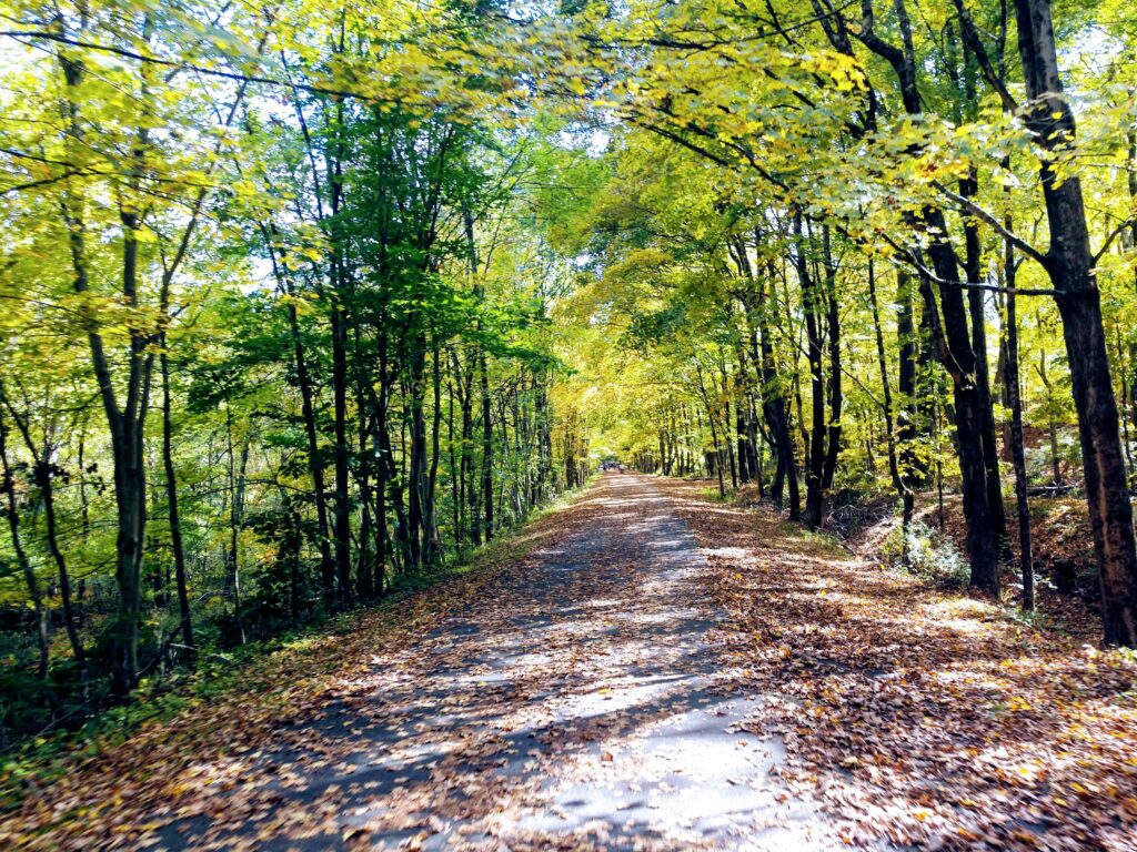 Forested Farmington Canal Trail