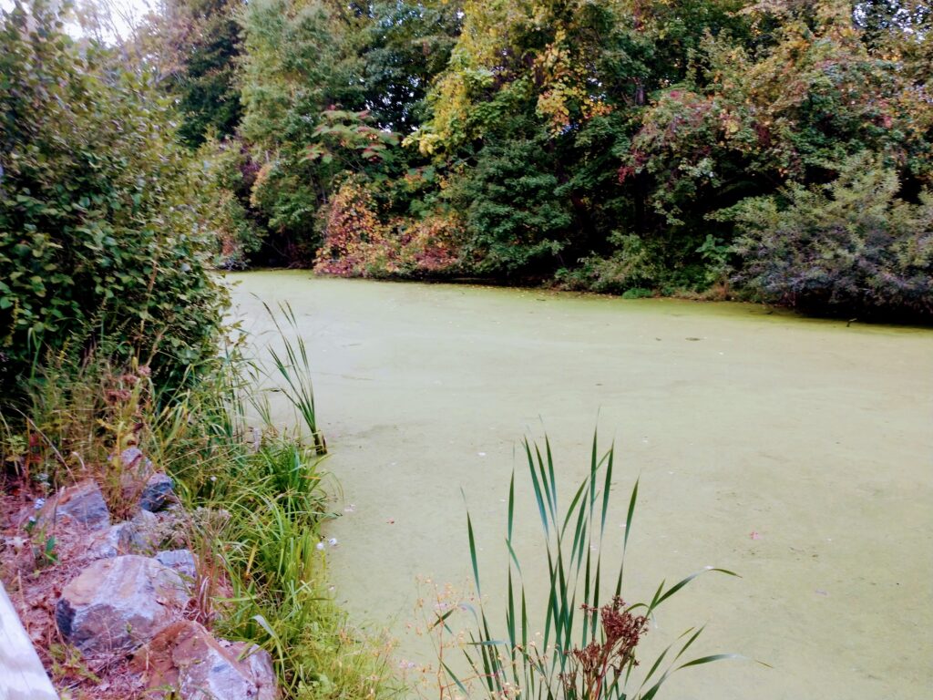 Bright Green Swamp Along the Farmington Canal Trail