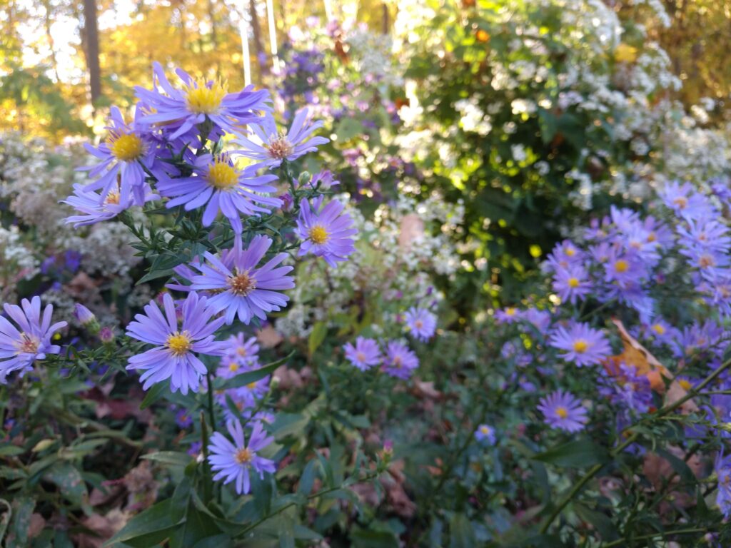 Flowers Along the Farmington Canal Trail