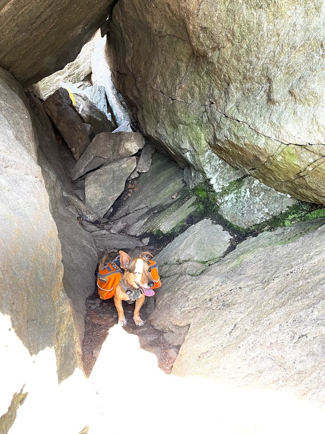 Dog in a boulder cave