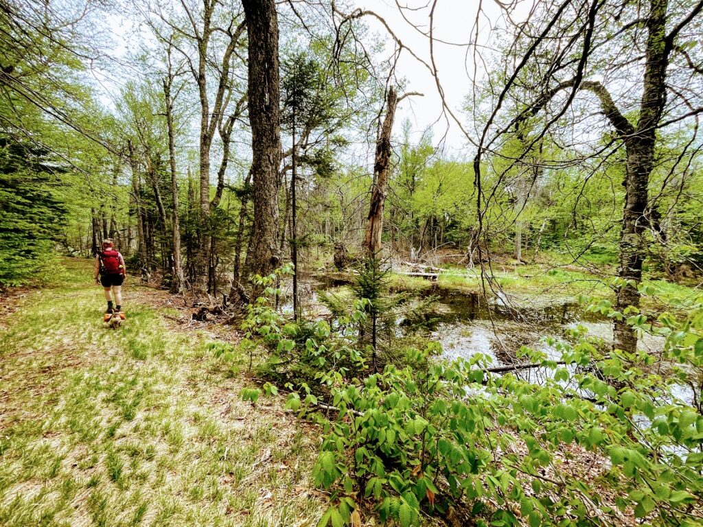 Swampy Trail to Mt Shaw