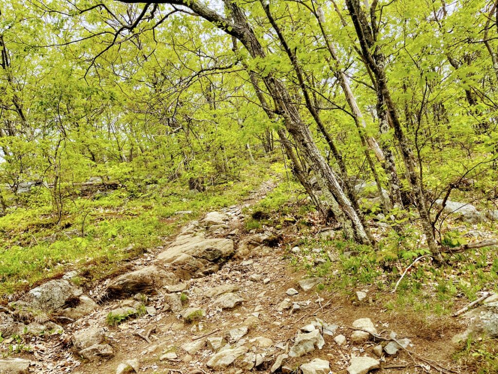 Forested Trail Going Up Mt Roberts